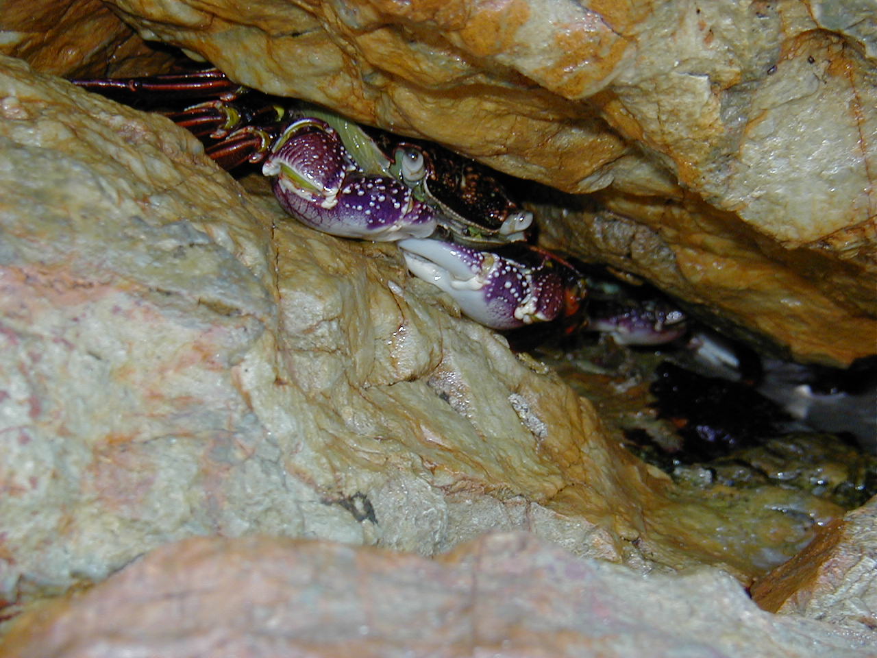 Purple Crab in Crevice